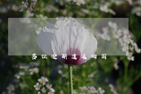 签证逾期遣返回国 签证逾期遣返回国