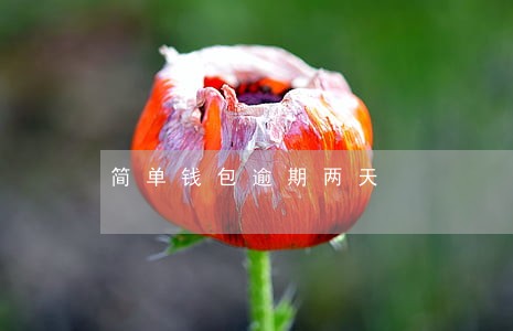 简单钱包逾期两天 简单钱包逾期两天