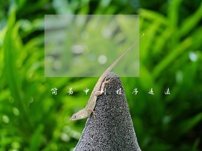 简易审判程序违法 简易审判程序违法