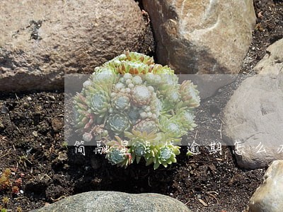 简融星点贷逾期怎么办 简融星点贷逾期怎么办