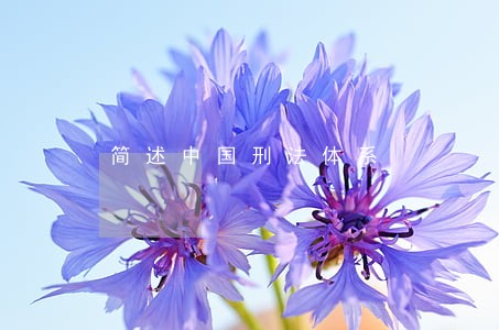 简述中国刑法体系 简述中国刑法体系