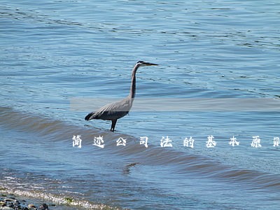 简述公司法的基本原则 简述公司法的基本原则