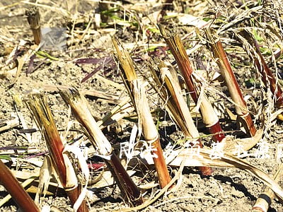 简述民法各项基本原则的意义 简述民法各项基本原则的意义