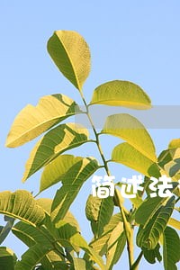 简述法律咨询的特征