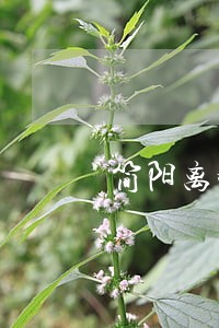 简阳离婚律师价格多少 简阳离婚律师价格多少