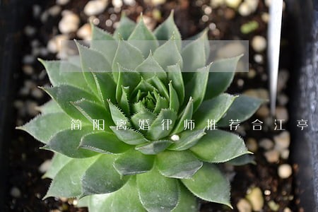 简阳离婚律师推荐合江亭 简阳离婚律师推荐合江亭