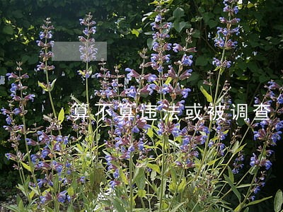 算不算违法或被调查 算不算违法或被调查