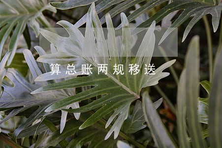 算总账两规移送 算总账两规移送