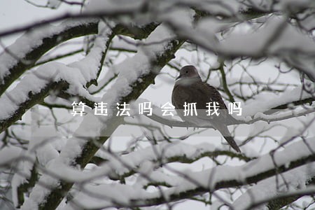 算违法吗会抓我吗 算违法吗会抓我吗