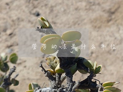 管劳动法是什么单位 管劳动法是什么单位