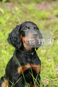 管理家政服务的法规