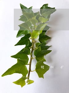 管辖权扩展