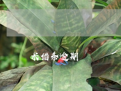 米借条逾期