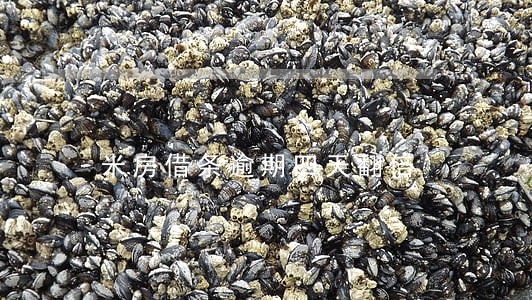 米房借条逾期四天翻倍 米房借条逾期四天翻倍