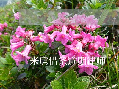 米房借条逾期律师 米房借条逾期律师