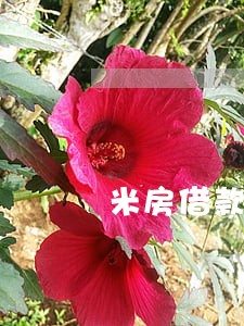 米房借款逾期怎么办 米房借款逾期怎么办