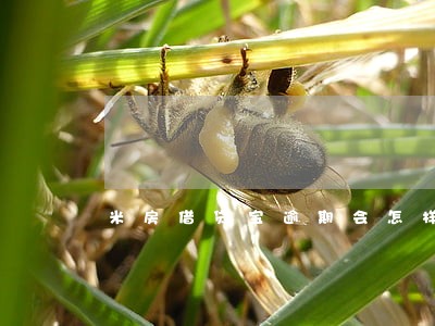 米房借贷宝逾期会怎样