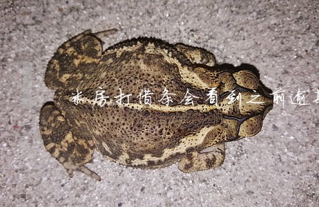 米房打借条会看到之前逾期吗 米房打借条会看到之前逾期吗
