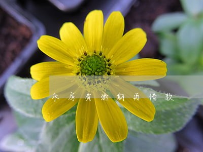 米房有逾期再借款 米房有逾期再借款