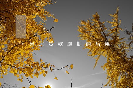 米房贷款逾期的后果 米房贷款逾期的后果