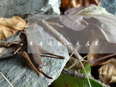 米房逾期一天后果 米房逾期一天后果