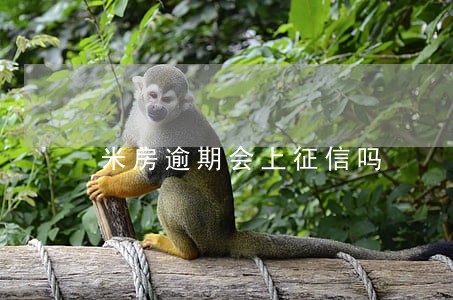 米房逾期会上征信吗