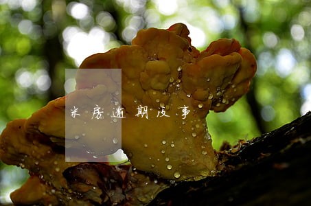 米房逾期没事 米房逾期没事