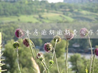 米房逾期逾期费用咋算 米房逾期逾期费用咋算