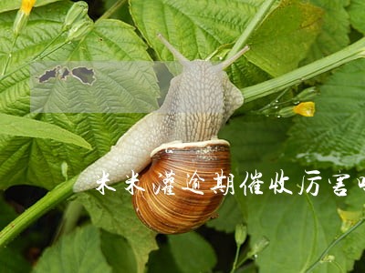 米米灌逾期催收厉害吗 米米灌逾期催收厉害吗