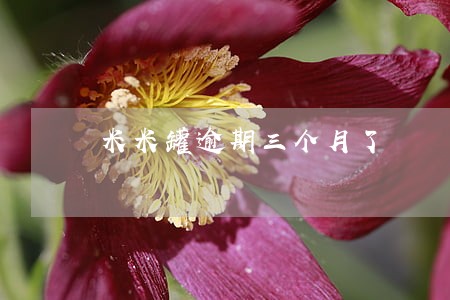 米米罐逾期三个月了 米米罐逾期三个月了