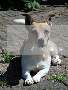 米米罐逾期两天还能借吗 米米罐逾期两天还能借吗