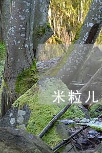 米粒儿金融逾期群 米粒儿金融逾期群