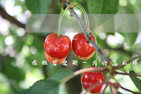 米粒贷逾期一天会怎么样 米粒贷逾期一天会怎么样