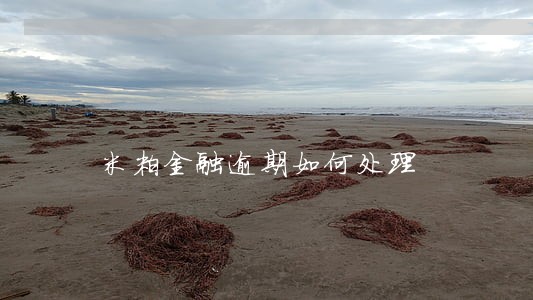 米粒金融逾期如何处理 米粒金融逾期如何处理