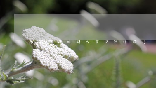 米缸金融逾期天安保险咋赔付 米缸金融逾期天安保险咋赔付