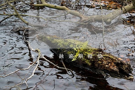 米缸金融逾期赔偿 米缸金融逾期赔偿