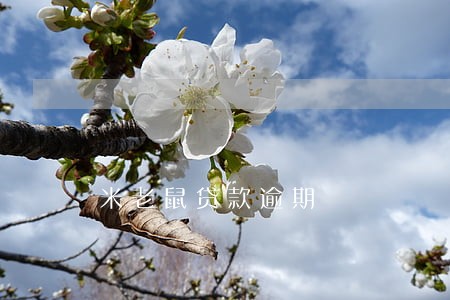 米老鼠贷款逾期 米老鼠贷款逾期