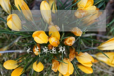 米芝麻逾期 米芝麻逾期