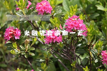 米融贷款逾期一天 米融贷款逾期一天