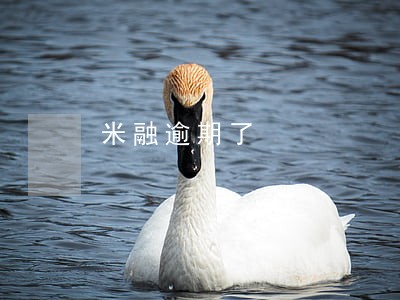 米融逾期了 米融逾期了