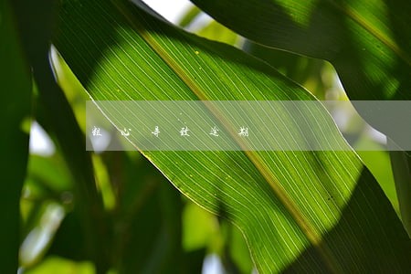 粗心导致逾期