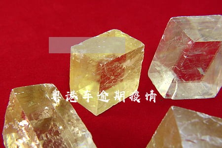 粤港车逾期疫情 粤港车逾期疫情
