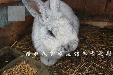 精准扶贫家庭信用卡逾期 精准扶贫家庭信用卡逾期