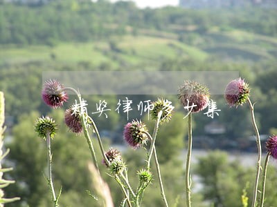 精奖律师多少集 精奖律师多少集