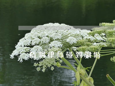 精明律师碰到骗婚 精明律师碰到骗婚