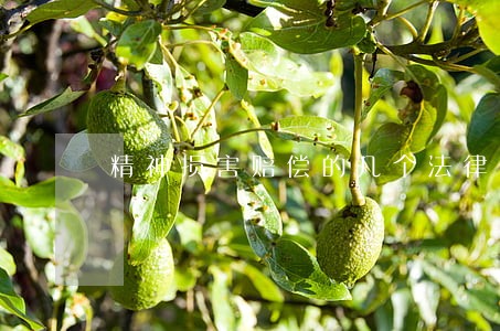 精神损害赔偿的几个法律问题 精神损害赔偿的几个法律问题