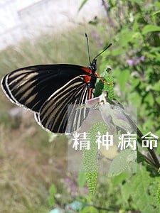 精神病命案是否要请律师 精神病命案是否要请律师