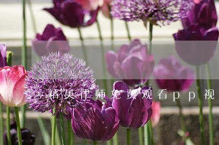 精英律师免费观看pp视频