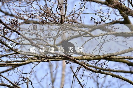 精英律师吸粉 精英律师吸粉