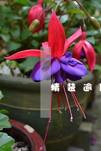 精装逾期交付违约金 精装逾期交付违约金